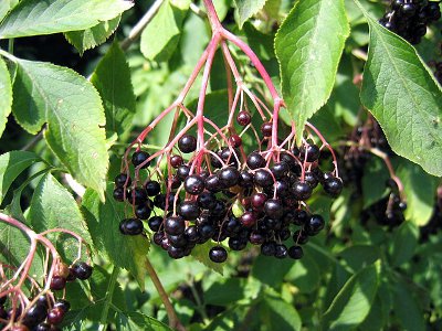 Owoce czarnego bzu (Źródło: Nova / Wikimedia Commons / CC BY-SA 3.0)