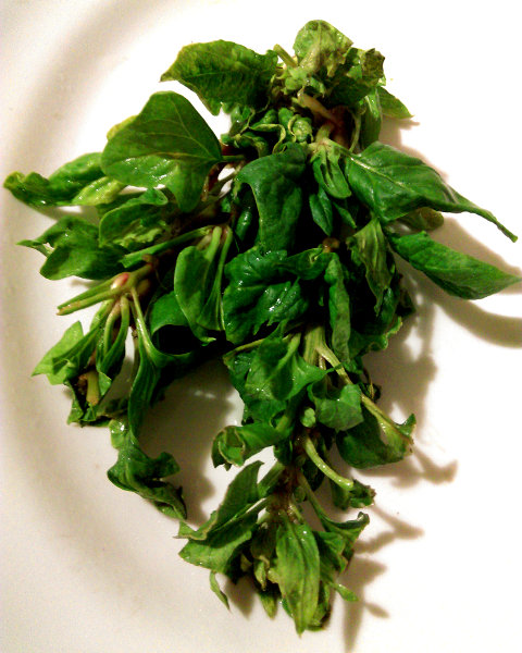 Szpinak (Spinacia L.) Szpinak (Spinacia L.)