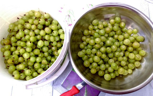 Zebrane i gotowe do przetworzenia owoce agrestu, blisko spokrewnionego z porzeczkami