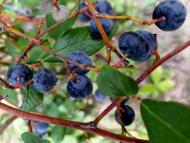 Borówka wysoka (Vaccinium corymbosum L.)