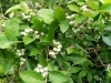 lato-8